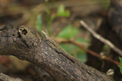 Anolis gingivinus