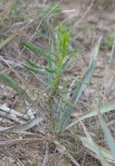 Dysodiopsis tagetoides