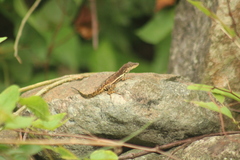 Anolis gingivinus