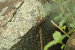 Anolis pogus