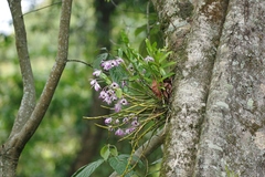 Dendrobium nobile