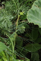 Bupleurum polyphyllum