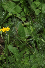 Bupleurum polyphyllum