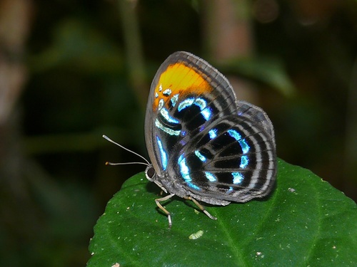Laxita teneta