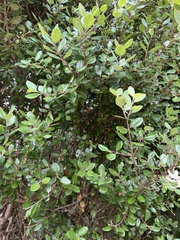 Metrosideros kermadecensis