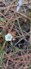 Drosera trinervia