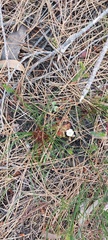 Drosera trinervia