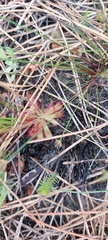 Drosera trinervia