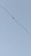 Merops orientalis