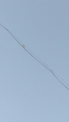 Merops orientalis