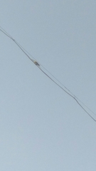 Merops orientalis
