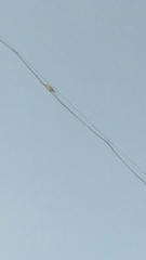 Merops orientalis