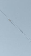 Merops orientalis