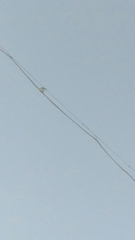 Merops orientalis