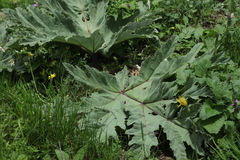Heracleum leskovii