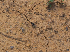 Ammatomus