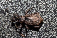 Catoptes brevicornis