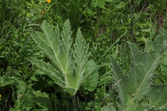 Heracleum leskovii