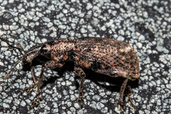 Catoptes brevicornis