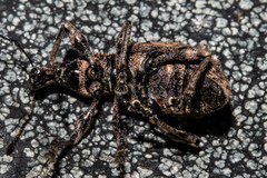 Catoptes brevicornis