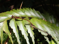 Xanthocnemis tuanuii