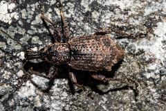 Catoptes brevicornis