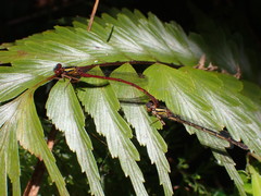 Xanthocnemis tuanuii