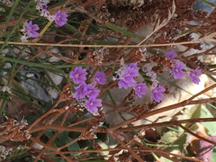 Limonium hyblaeum