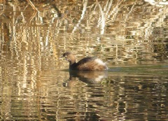 Tachybaptus ruficollis