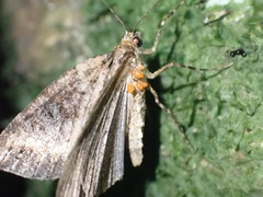 Pseudocoremia ombrodes