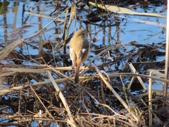 Phoenicurus auroreus