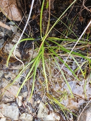 Dolichoglottis lyallii