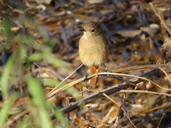 Phoenicurus auroreus