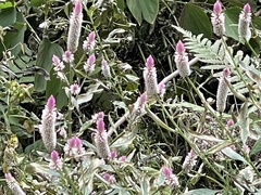 Celosia argentea