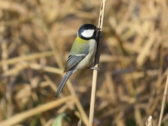 Parus minor