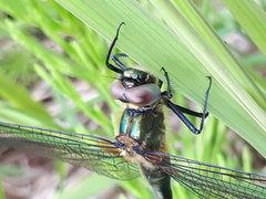 Cordulia aenea aenea