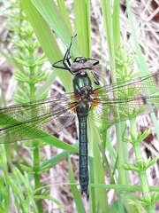 Cordulia aenea aenea