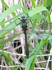 Cordulia aenea aenea