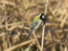 Parus minor