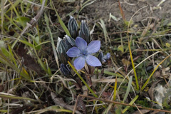 Lomatogonium carinthiacum
