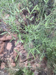 Crotalaria pallidicaulis
