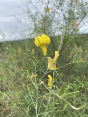 Crotalaria pallidicaulis