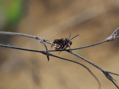 Pasites maculatus