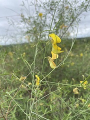 Crotalaria pallidicaulis