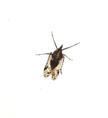Avephora maculata