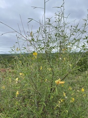 Crotalaria pallidicaulis
