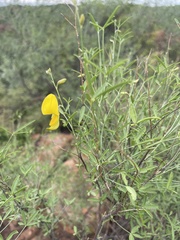 Crotalaria pallidicaulis