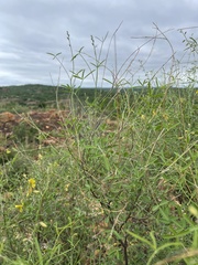 Crotalaria pallidicaulis