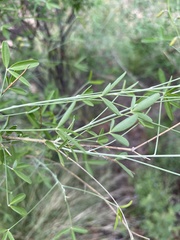 Crotalaria pallidicaulis