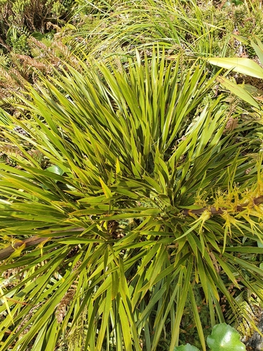 Aciphylla horrida (Aciphylla horrida)